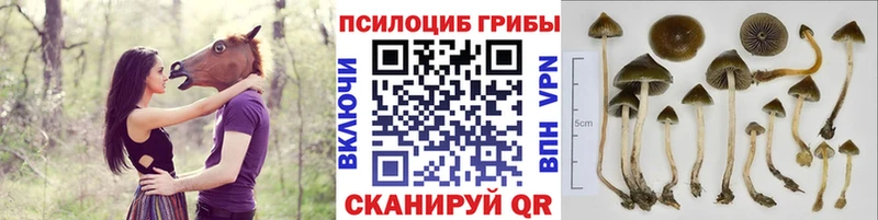 omg маркетплейс  наркота  Бабаево  Псилоцибиновые грибы Cubensis 